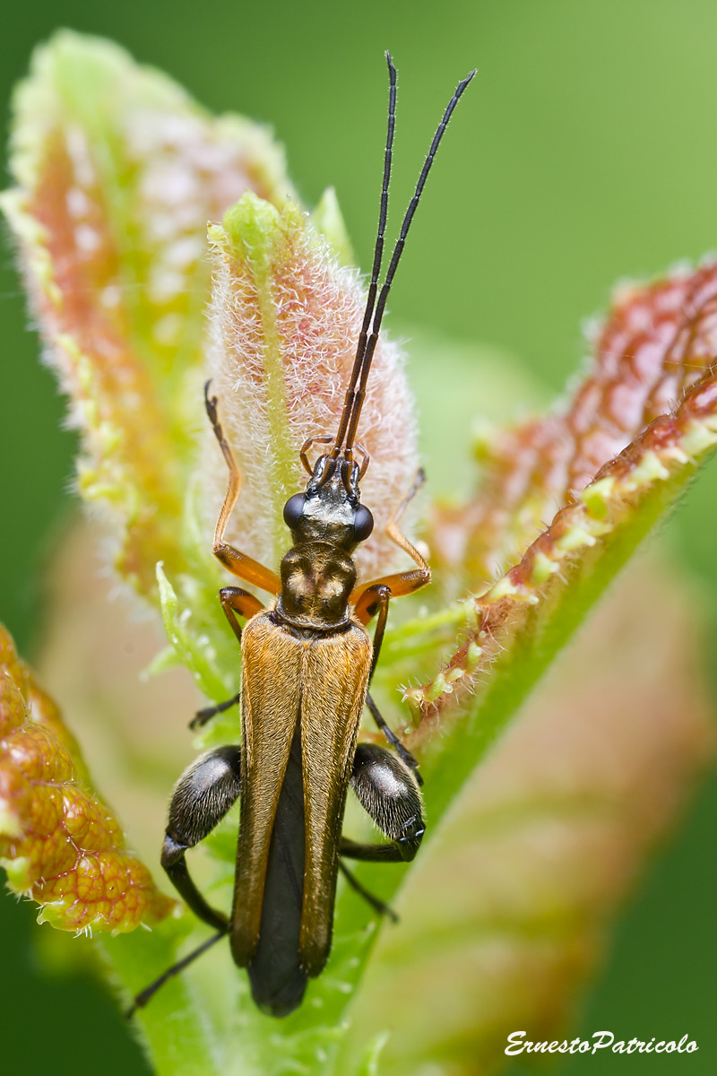 Maschio di Oedemera podagrariae